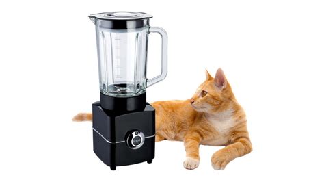 cat in blender video reddit|What Is The Disturbing Cat Blender Video And Why Are They。